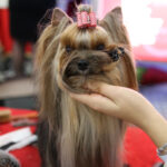 VIII Międzynarodowa Wystawa psów Rasowych w Targach Kielce / Kamil Król / Radio Kielce