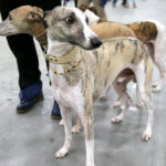 VIII Międzynarodowa Wystawa psów Rasowych w Targach Kielce / Kamil Król / Radio Kielce