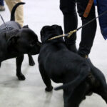 VIII Międzynarodowa Wystawa psów Rasowych w Targach Kielce / Kamil Król / Radio Kielce