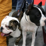 VIII Międzynarodowa Wystawa psów Rasowych w Targach Kielce / Kamil Król / Radio Kielce