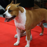 VIII Międzynarodowa Wystawa psów Rasowych w Targach Kielce / Kamil Król / Radio Kielce