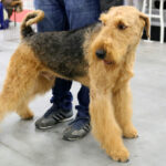 VIII Międzynarodowa Wystawa psów Rasowych w Targach Kielce / Kamil Król / Radio Kielce