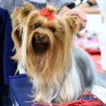 VIII Międzynarodowa Wystawa psów Rasowych w Targach Kielce / Kamil Król / Radio Kielce