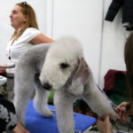 VIII Międzynarodowa Wystawa psów Rasowych w Targach Kielce / Kamil Król / Radio Kielce