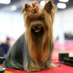 VIII Międzynarodowa Wystawa psów Rasowych w Targach Kielce / Kamil Król / Radio Kielce