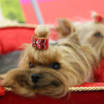 VIII Międzynarodowa Wystawa psów Rasowych w Targach Kielce / Kamil Król / Radio Kielce