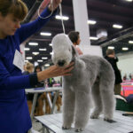 VIII Międzynarodowa Wystawa psów Rasowych w Targach Kielce / Kamil Król / Radio Kielce