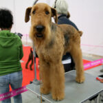 VIII Międzynarodowa Wystawa psów Rasowych w Targach Kielce / Kamil Król / Radio Kielce