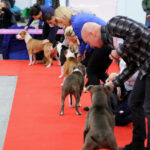 VIII Międzynarodowa Wystawa psów Rasowych w Targach Kielce / Kamil Król / Radio Kielce