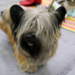 VIII Międzynarodowa Wystawa psów Rasowych w Targach Kielce / Kamil Król / Radio Kielce