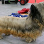 VIII Międzynarodowa Wystawa psów Rasowych w Targach Kielce / Kamil Król / Radio Kielce