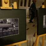 Wystawa zdjęć Mateusza Pustuły w KCK / Kamil Król / Radio Kielce