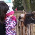 Żywa szopka w Chęcinach / Kamil Król / Radio Kielce