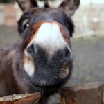 Żywa szopka w Chęcinach / Kamil Król / Radio Kielce