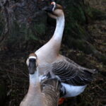 Żywa szopka w Chęcinach / Kamil Król / Radio Kielce