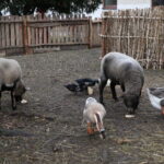 Żywa szopka w Chęcinach / Kamil Król / Radio Kielce