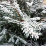 05.12.2014 Kielce przyprószone śniegiem / Stanisław Blinstrub / Radio Kielce