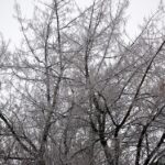 05.12.2014 Kielce przyprószone śniegiem / Stanisław Blinstrub / Radio Kielce