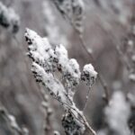 05.12.2014 Kielce przyprószone śniegiem / Stanisław Blinstrub / Radio Kielce