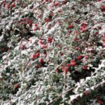 05.12.2014 Kielce przyprószone śniegiem / Stanisław Blinstrub / Radio Kielce