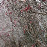 05.12.2014 Kielce przyprószone śniegiem / Stanisław Blinstrub / Radio Kielce