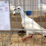 6.12.2014 Kielce. Świętokrzyska Wystawa Gołębi Pocztowych i Rasowych oraz Drobiu Ozdobnego / Wojciech Habdas / Radio Kielce