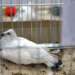 6.12.2014 Kielce. Świętokrzyska Wystawa Gołębi Pocztowych i Rasowych oraz Drobiu Ozdobnego / Wojciech Habdas / Radio Kielce