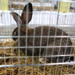 6.12.2014 Kielce. Świętokrzyska Wystawa Gołębi Pocztowych i Rasowych oraz Drobiu Ozdobnego / Wojciech Habdas / Radio Kielce