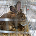 6.12.2014 Kielce. Świętokrzyska Wystawa Gołębi Pocztowych i Rasowych oraz Drobiu Ozdobnego / Wojciech Habdas / Radio Kielce