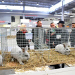 6.12.2014 Kielce. Świętokrzyska Wystawa Gołębi Pocztowych i Rasowych oraz Drobiu Ozdobnego / Wojciech Habdas / Radio Kielce