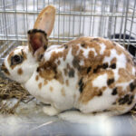 6.12.2014 Kielce. Świętokrzyska Wystawa Gołębi Pocztowych i Rasowych oraz Drobiu Ozdobnego / Wojciech Habdas / Radio Kielce