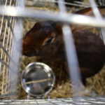 6.12.2014 Kielce. Świętokrzyska Wystawa Gołębi Pocztowych i Rasowych oraz Drobiu Ozdobnego / Wojciech Habdas / Radio Kielce