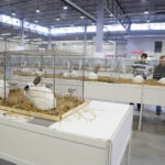 6.12.2014 Kielce. Świętokrzyska Wystawa Gołębi Pocztowych i Rasowych oraz Drobiu Ozdobnego / Wojciech Habdas / Radio Kielce