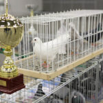 6.12.2014 Kielce. Świętokrzyska Wystawa Gołębi Pocztowych i Rasowych oraz Drobiu Ozdobnego / Wojciech Habdas / Radio Kielce