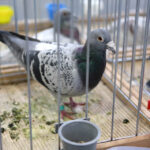 6.12.2014 Kielce. Świętokrzyska Wystawa Gołębi Pocztowych i Rasowych oraz Drobiu Ozdobnego / Wojciech Habdas / Radio Kielce