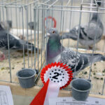 6.12.2014 Kielce. Świętokrzyska Wystawa Gołębi Pocztowych i Rasowych oraz Drobiu Ozdobnego / Wojciech Habdas / Radio Kielce