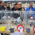 6.12.2014 Kielce. Świętokrzyska Wystawa Gołębi Pocztowych i Rasowych oraz Drobiu Ozdobnego / Wojciech Habdas / Radio Kielce