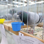 6.12.2014 Kielce. Świętokrzyska Wystawa Gołębi Pocztowych i Rasowych oraz Drobiu Ozdobnego / Wojciech Habdas / Radio Kielce