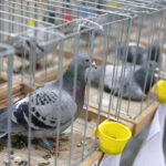 6.12.2014 Kielce. Świętokrzyska Wystawa Gołębi Pocztowych i Rasowych oraz Drobiu Ozdobnego / Wojciech Habdas / Radio Kielce