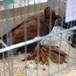 6.12.2014 Kielce. Świętokrzyska Wystawa Gołębi Pocztowych i Rasowych oraz Drobiu Ozdobnego / Wojciech Habdas / Radio Kielce