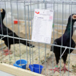 6.12.2014 Kielce. Świętokrzyska Wystawa Gołębi Pocztowych i Rasowych oraz Drobiu Ozdobnego / Wojciech Habdas / Radio Kielce