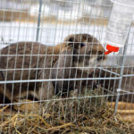 6.12.2014 Kielce. Świętokrzyska Wystawa Gołębi Pocztowych i Rasowych oraz Drobiu Ozdobnego / Wojciech Habdas / Radio Kielce