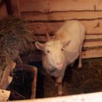 26.12.2014 Szopka na Świętym Krzyżu / Robert Felczak / Radio Kielce