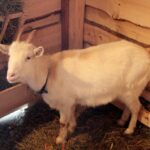 26.12.2014 Szopka na Świętym Krzyżu / Robert Felczak / Radio Kielce