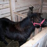 26.12.2014 Szopka na Świętym Krzyżu / Robert Felczak / Radio Kielce