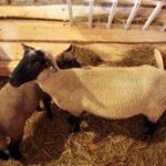 26.12.2014 Szopka na Świętym Krzyżu / Robert Felczak / Radio Kielce