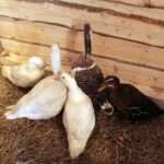 26.12.2014 Szopka na Świętym Krzyżu / Robert Felczak / Radio Kielce