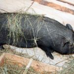 26.12.2014 Szopka na Świętym Krzyżu / Robert Felczak / Radio Kielce