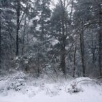 26.12.2014 Zima na Świętym Krzyżu / Robert Felczak / Radio Kielce