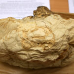 Noc Biologów w UJK / Kamil Król / Radio Kielce